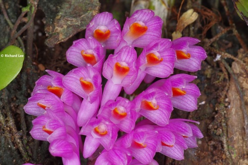 Dendrobium secundum (Blume) Lindl. ex Wall.