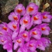 Toothbrush Orchid - Photo (c) venus5026, some rights reserved (CC BY-NC), uploaded by venus5026