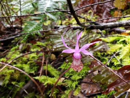 iNaturalist observation photo of Western Fairy-slipper