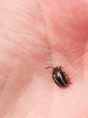 Calligrapha bidenticola