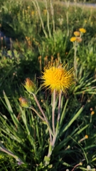 Schlechtendalia luzulaefolia (Schlechtendalia luzulaefolia)