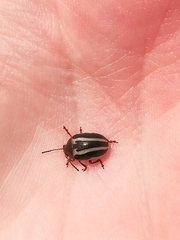 Calligrapha bidenticola