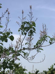Paulownia