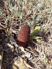 Cynomorium coccineum