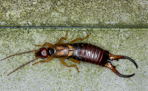 European Earwig, photo 2 of 9