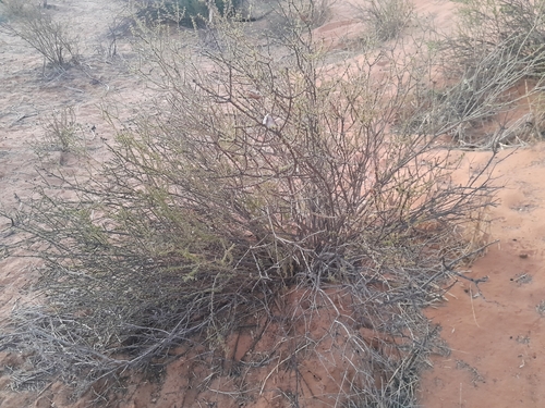 Image of Rhigozum trichotomum by no rights reserved