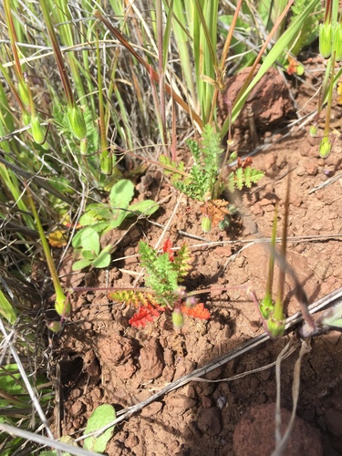 iNaturalist observation photo of Redstem Stork's-bill
