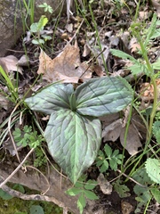 Trillium viridescens