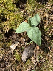 Trillium viridescens