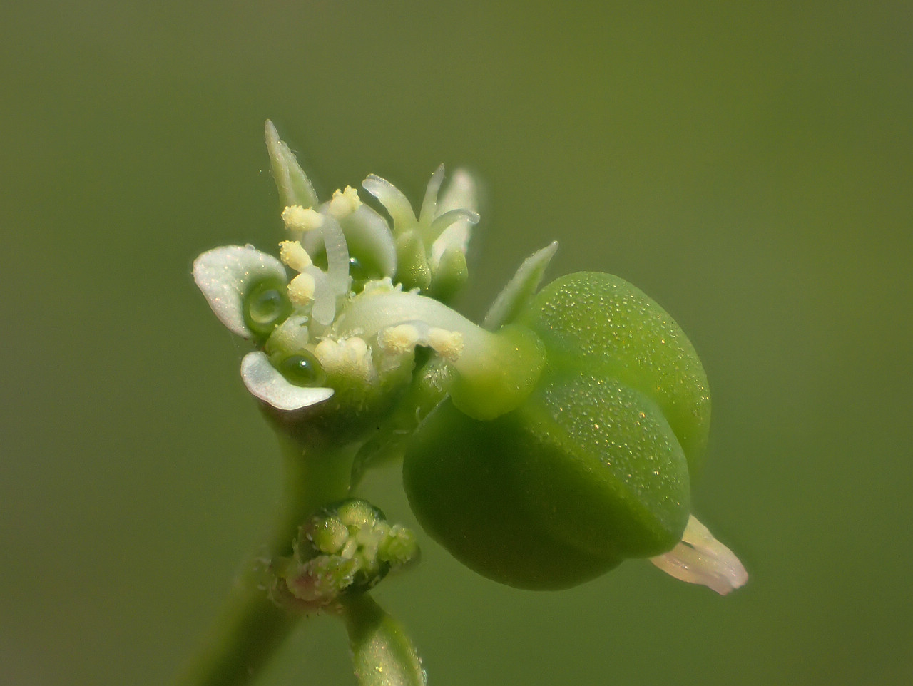 Euphorbia graminea