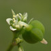 Grassleaf Spurge - Photo no rights reserved, uploaded by 葉子