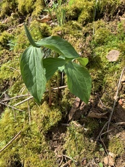 Trillium viridescens