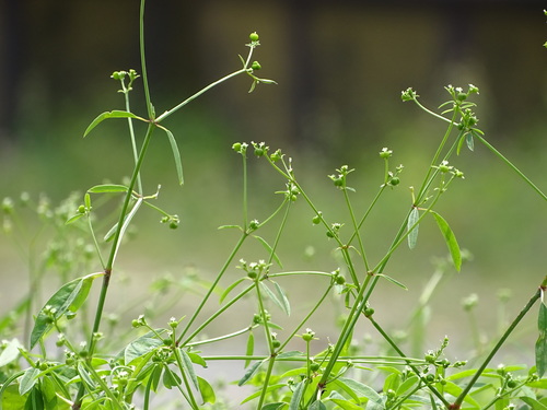 Euphorbia graminea
