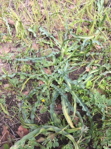 iNaturalist observation photo of wavy-leafed soap plant