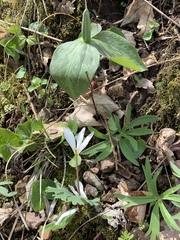 Trillium viridescens