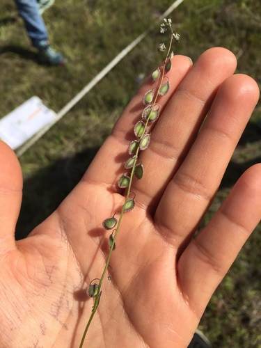 iNaturalist observation photo of Fringepods