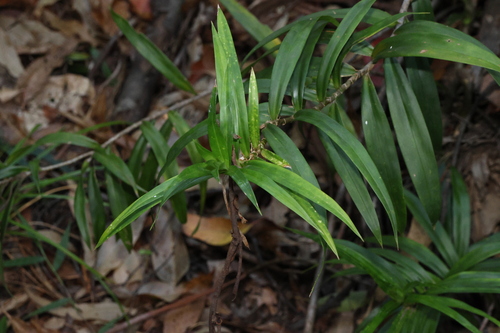 Image of Freycinetia scandens by (c) Greg Tasney, some rights reserved (CC BY-SA)