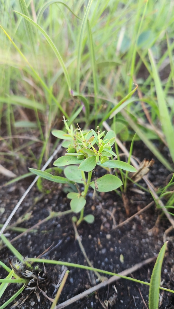 Euphorbia burkartii