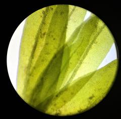 Fissidens palmifolius