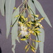 Eucalyptus nubilis - Photo (c) Dean Nicolle, some rights reserved (CC BY-NC), uploaded by Dean Nicolle