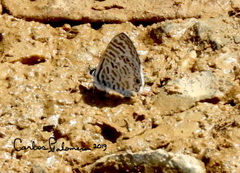 Leptotes cassius cassidula