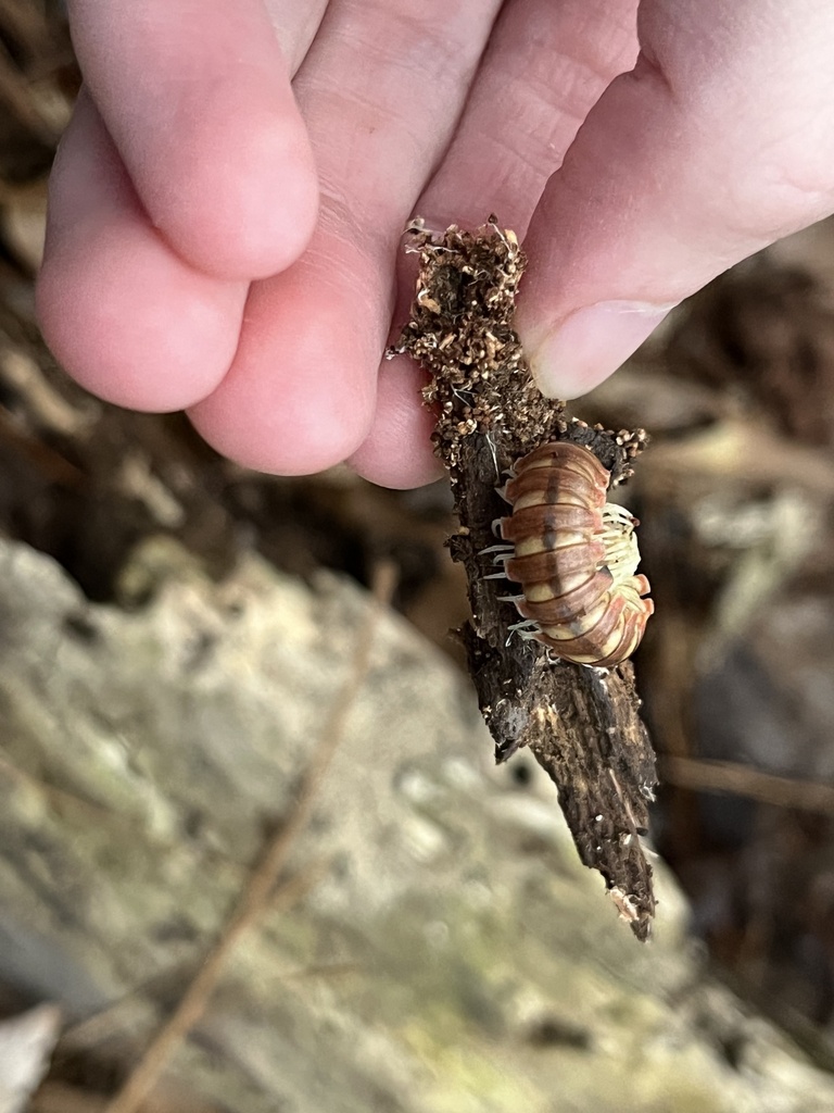 Flat Backed Millipedes From Cary NC US On December 25 2023 At 04 38