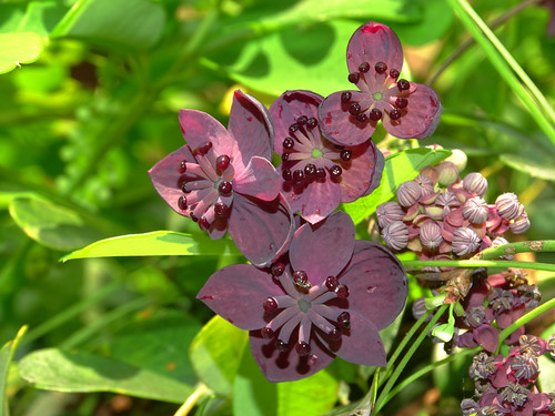 Akebia longeracemosa Matsum.