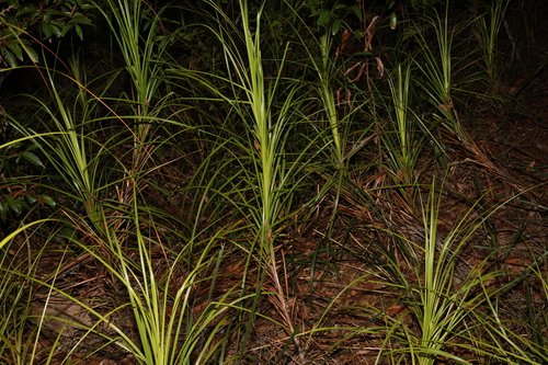 Image of Gahnia clarkei by (c) Greg Tasney, some rights reserved (CC BY-SA)
