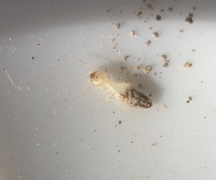Termitinae