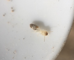 Termitinae