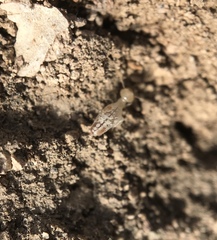 Termitinae