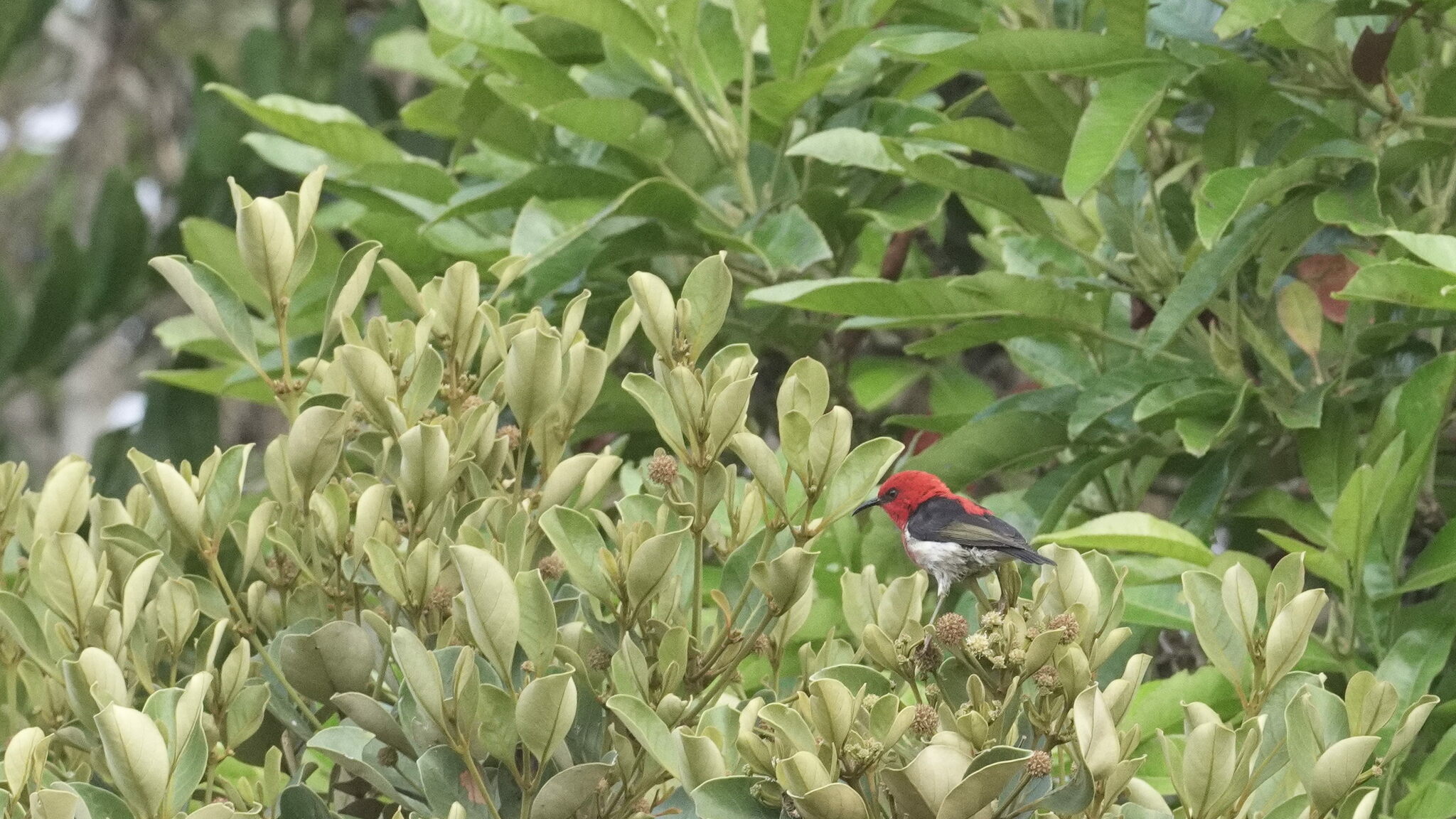 New Caledonian Myzomela (Myzomela caledonica), photo 2