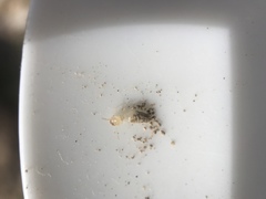 Termitinae