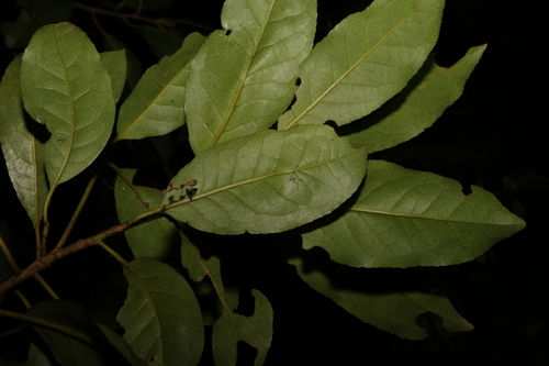 Image of White Hazelwood (Symplocos stawellii) by (c) Greg Tasney, some rights reserved (CC BY-SA)