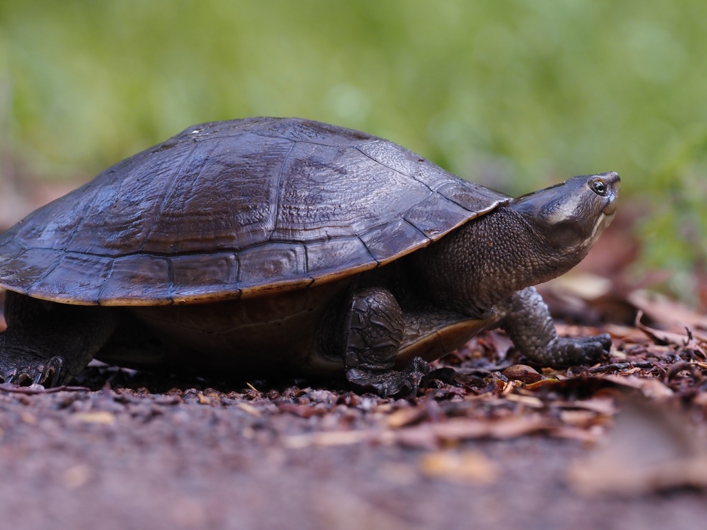 Northern Yellow-faced Turtle