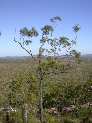 Eucalyptus crebra