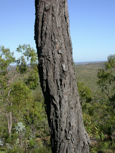 Eucalyptus crebra