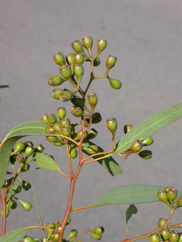 Eucalyptus crebra