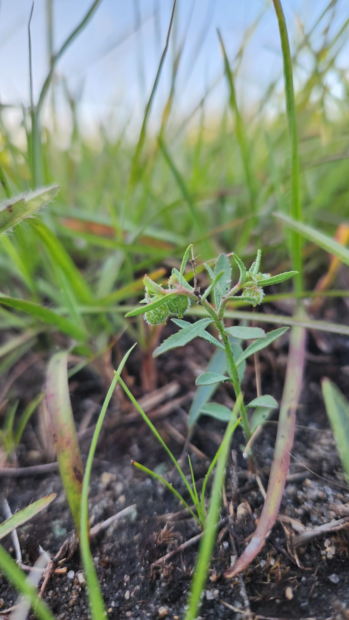 Euphorbia pedersenii