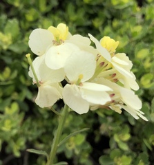 Erysimum franciscanum
