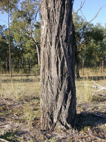Eucalyptus crebra