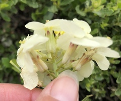 Erysimum franciscanum