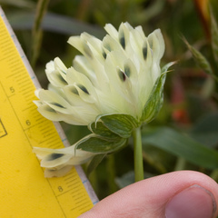 Trifolium fucatum
