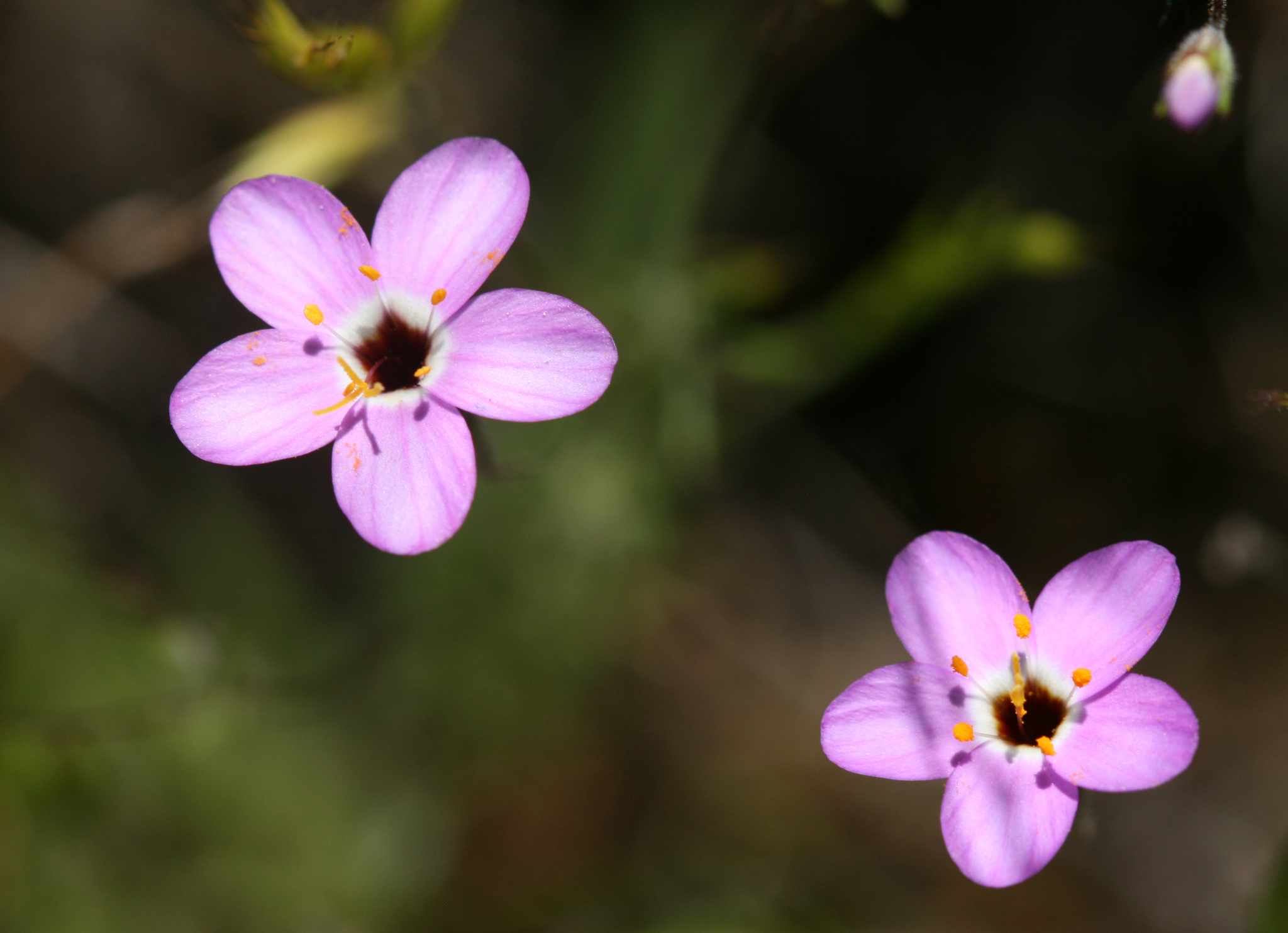 Leptosiphon ambiguus