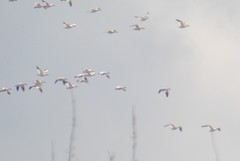 Anser caerulescens caerulescens