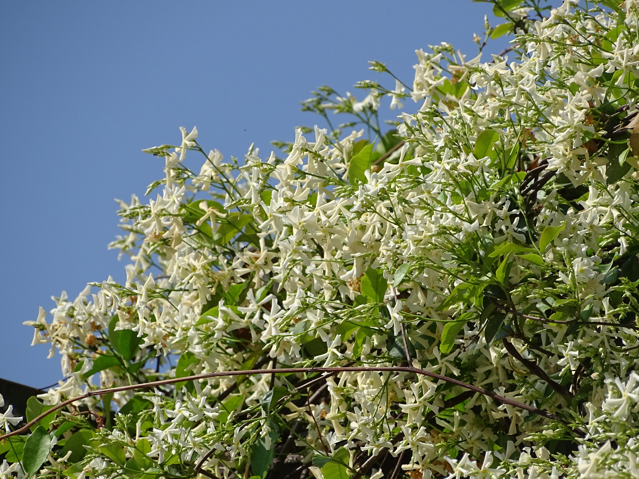 Jazmín Estrella (Trachelospermum jasminoides) · NaturaLista Colombia