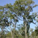 Eucalyptus crebra - Photo (c) Dean Nicolle,  זכויות יוצרים חלקיות (CC BY-NC), הועלה על ידי Dean Nicolle