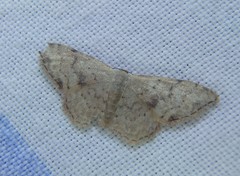 Idaea halmaea