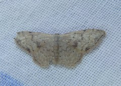 Idaea halmaea