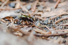 Pterostichus burmeisteri